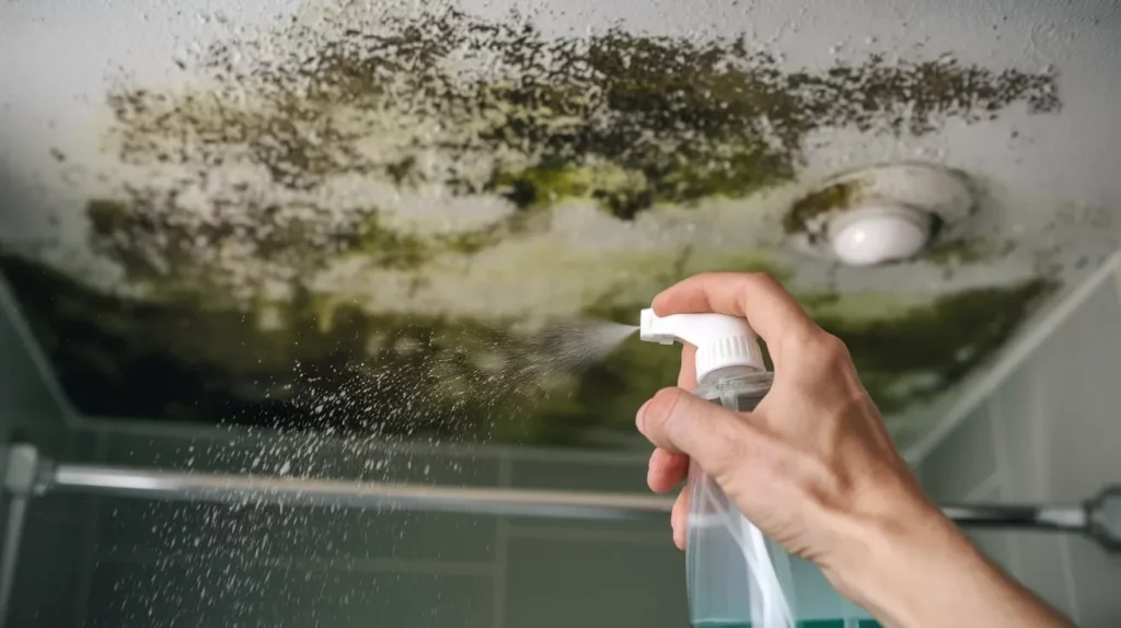 Person spraying cleaning solution onto a bathroom ceiling affected by mold, illustrating how to clean mold off bathroom ceiling.